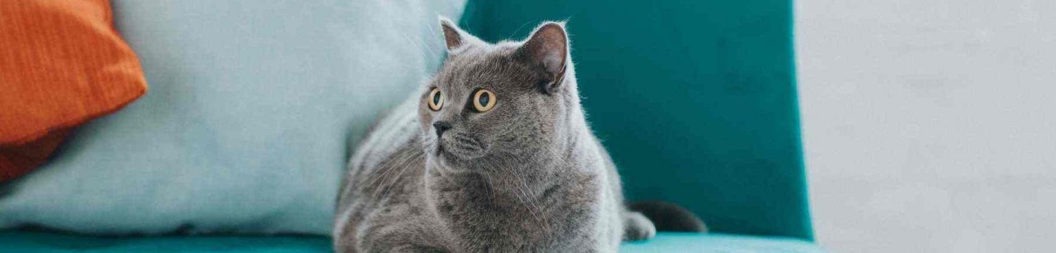 ≡ Как избавиться от запаха кошачьей мочи